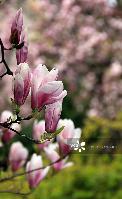 玉兰花图片素材