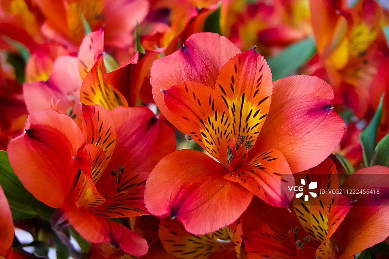 Inca百合花图片素材