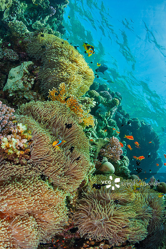 《海底总动员》图片素材