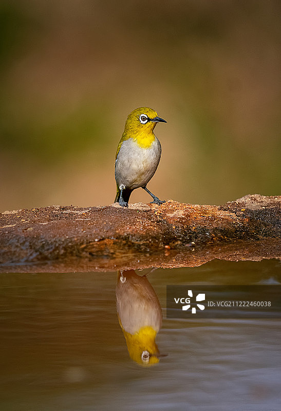 东方绣眼鸟及其倒影图片素材