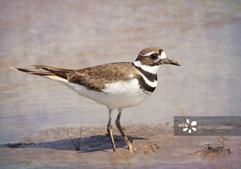 泥泞中的基尔迪尔鸟图片素材