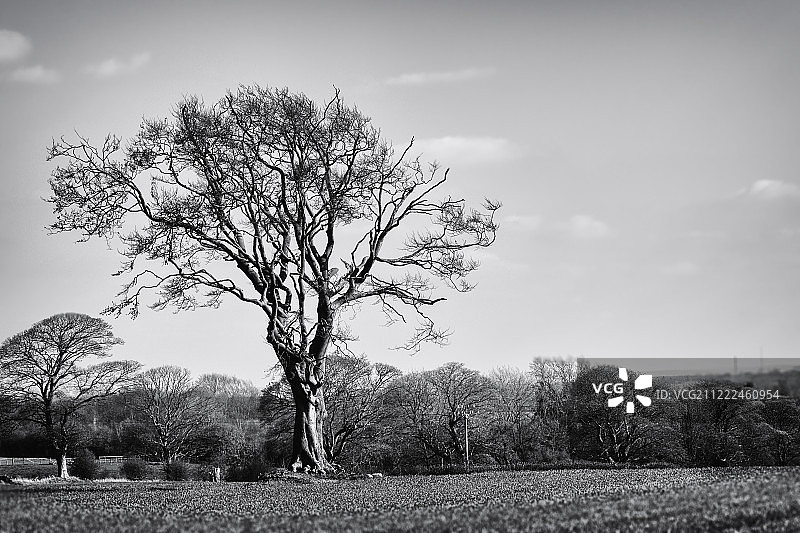 这棵树图片素材