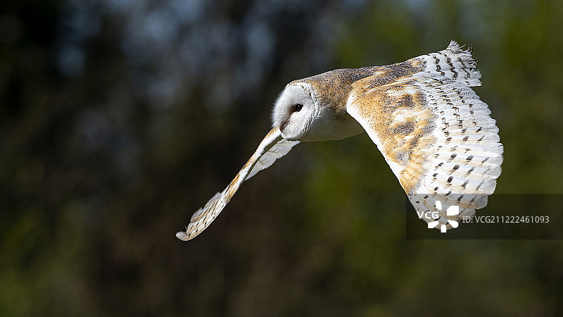 飞行中的谷仓猫头鹰图片素材