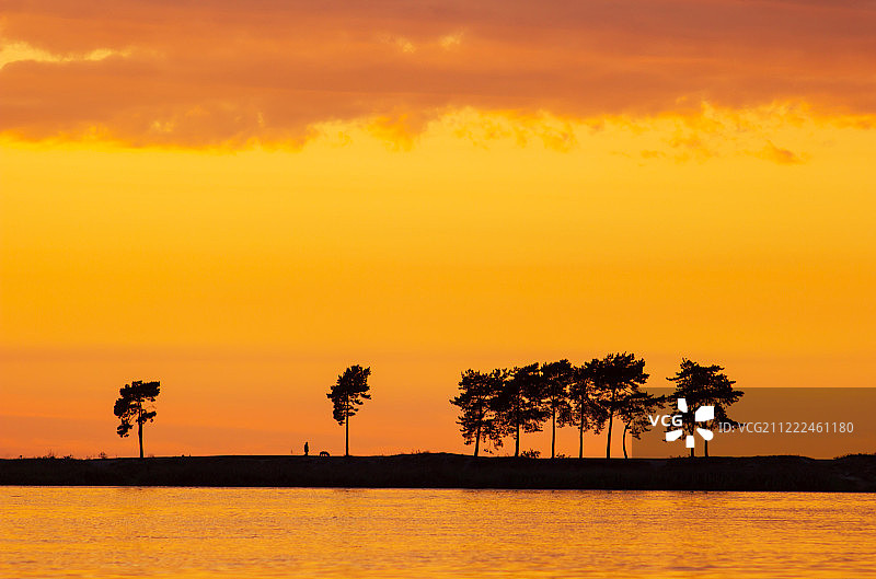 傍晚远眺如棕榈般的树木图片素材