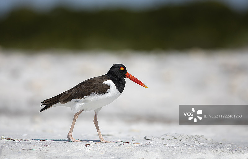 沙滩上的蛎鹬图片素材