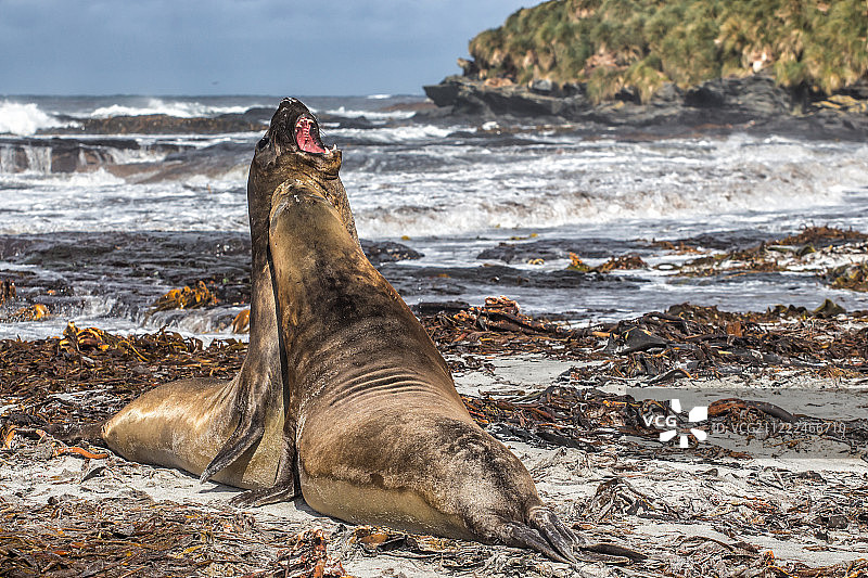 南象海豹图片素材