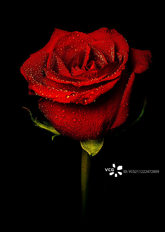 红玫瑰图片素材