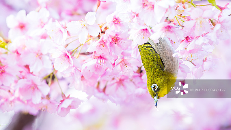 东京目白樱花盛开图片素材