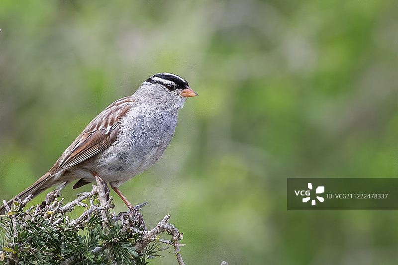 白冠麻雀图片素材