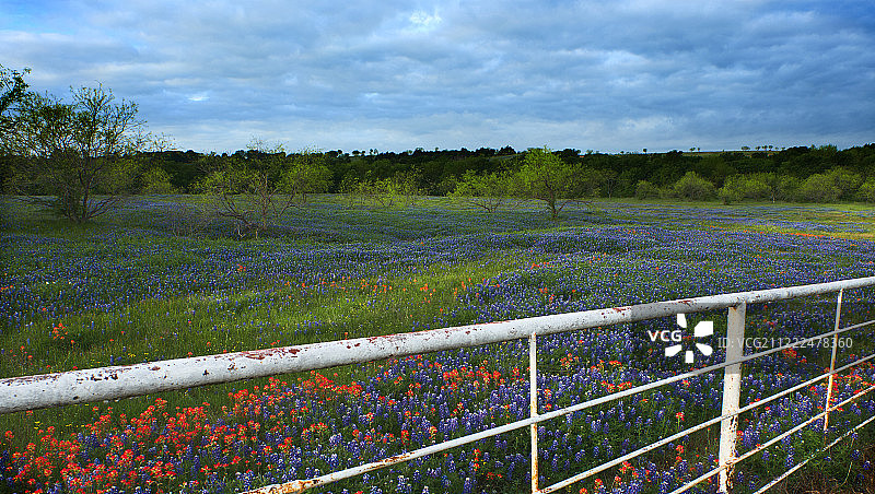 德克萨斯州的蓝帽花和印度画笔花图片素材