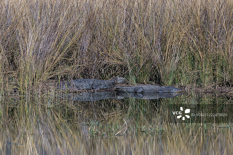 鳄鱼倒影图片素材