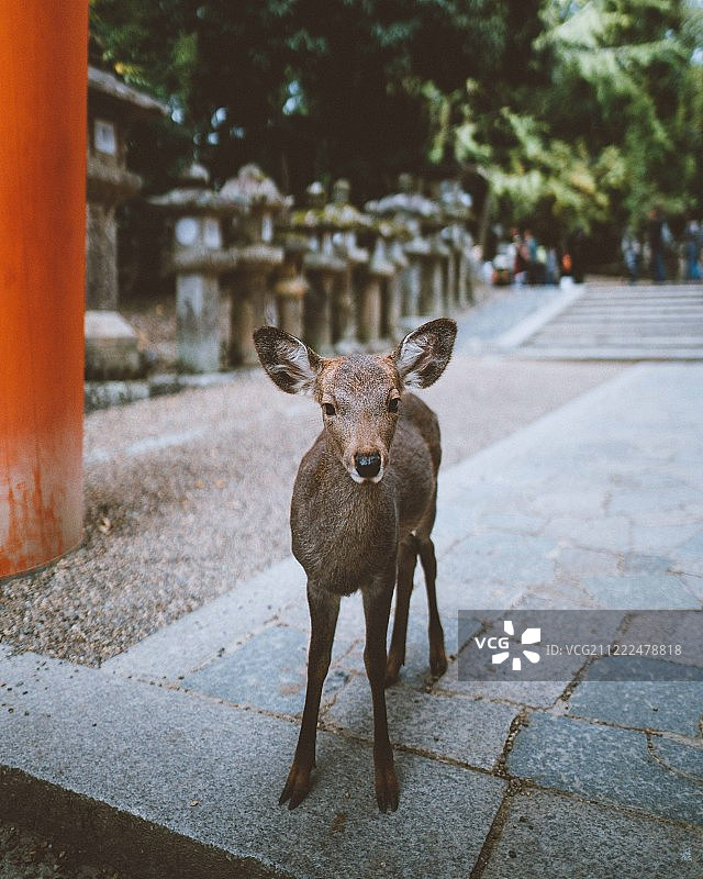 京都奈良图片素材