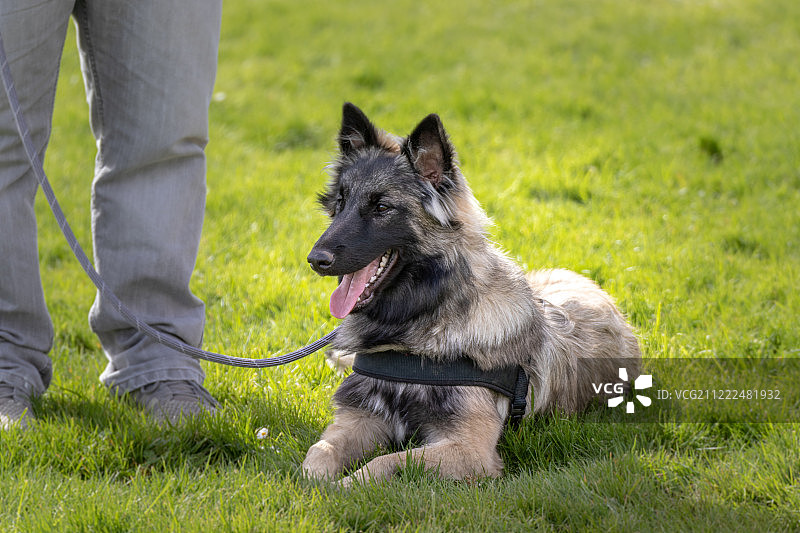 比利时特伏丹犬图片素材