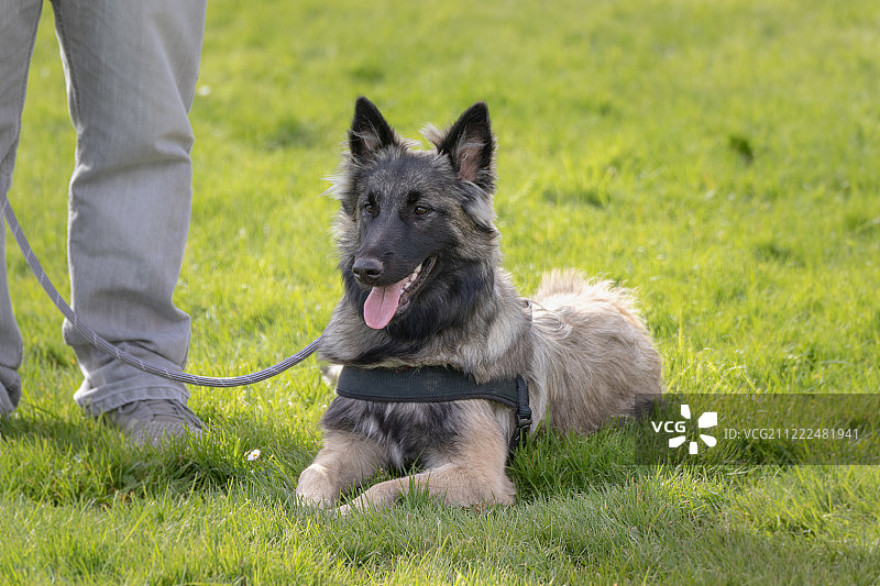 比利时特伏丹犬图片素材