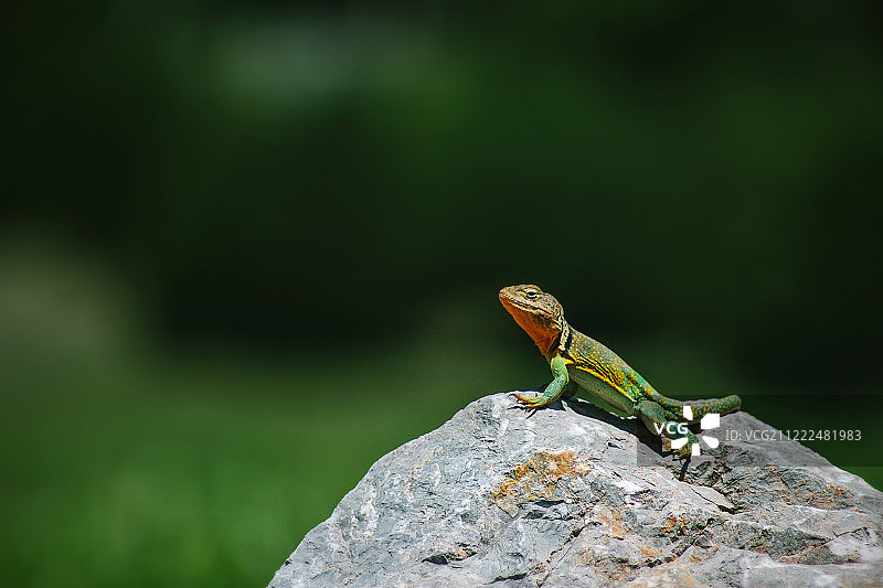 丽纹蜥图片素材