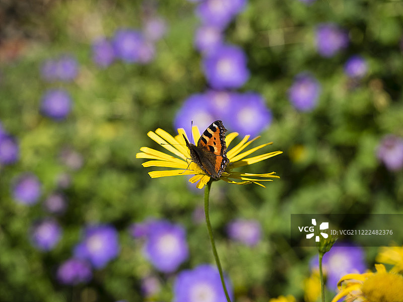 奥林巴斯数码相机图片素材