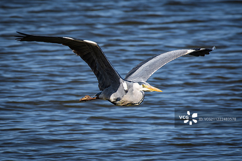飞翔的苍鹭图片素材