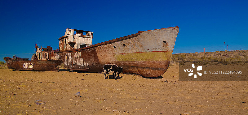 乌兹别克斯坦卡拉卡尔帕克斯坦莫伊纳克附近船舶墓地日出全景，有牛图片素材