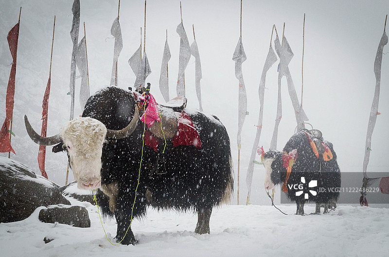 锡金的降雪图片素材