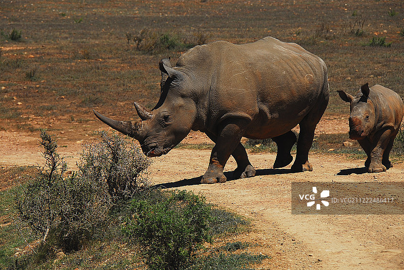 非洲：野生犀牛妈妈和幼崽图片素材
