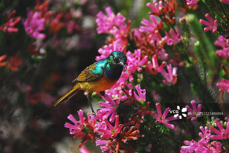 非洲太阳鸟采蜜特写图片素材