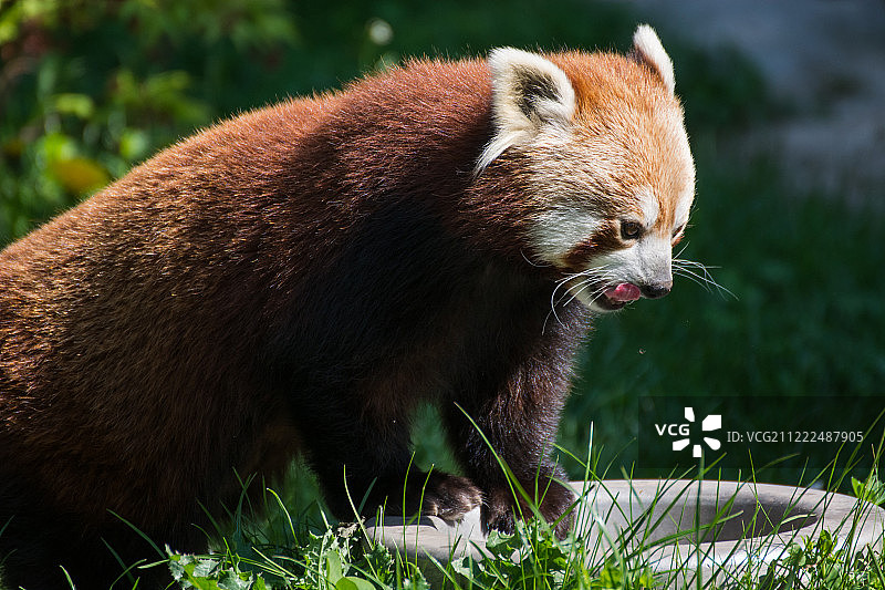 棕色熊猫图片素材