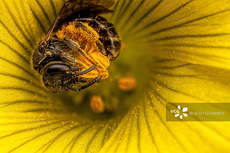 觅食的汗蜂图片素材