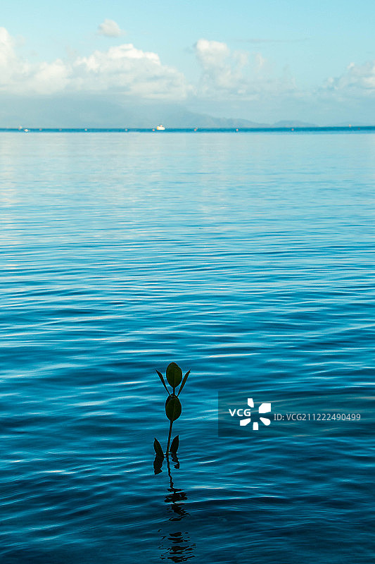 奥菲斯红树苗 - 5056图片素材