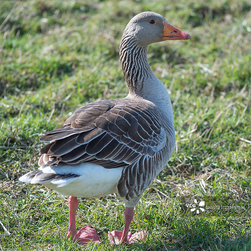 灰雁图片素材