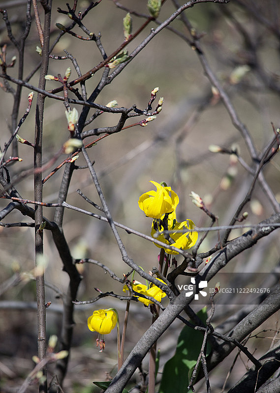 大花猪牙花图片素材