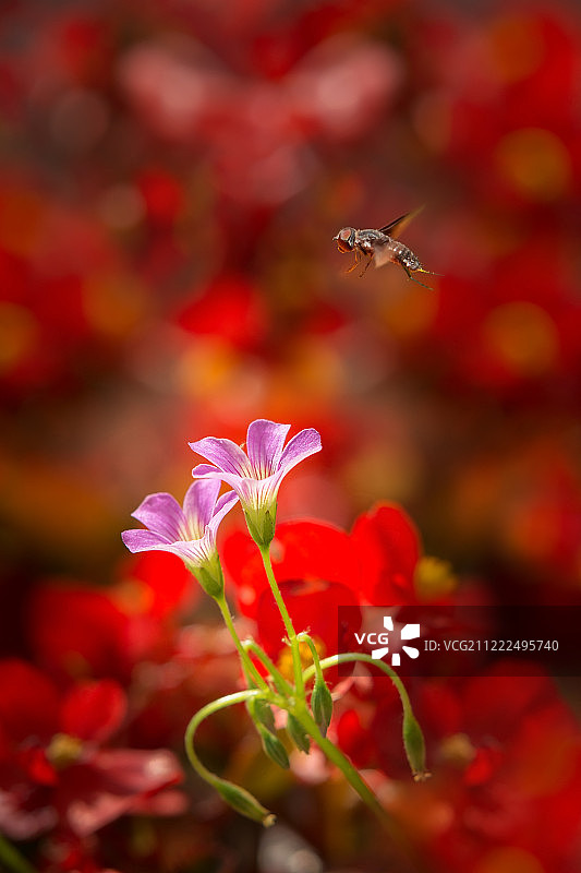 丘比特图片素材
