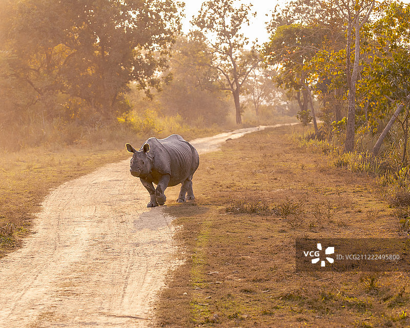 卡齐兰加国家公园里的犀牛图片素材