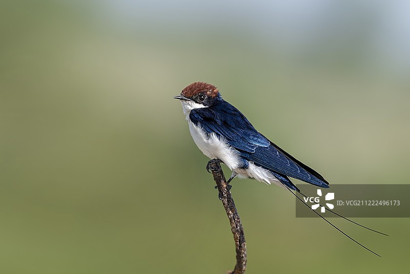 燕尾燕图片素材