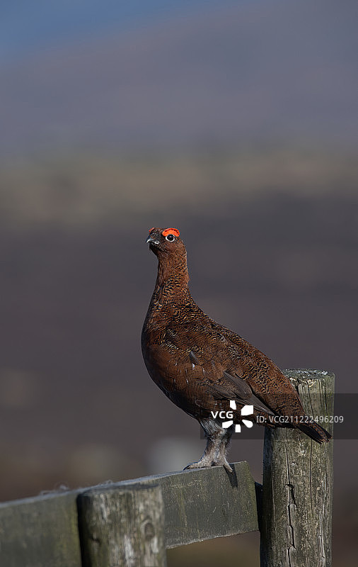 木制旧栅栏上的红雷鸟图片素材