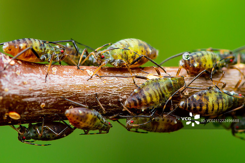 绿色背景树枝上的绿色蚜虫群微距图片素材