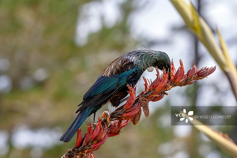 新西兰本土鸟类吸食花蜜图片素材