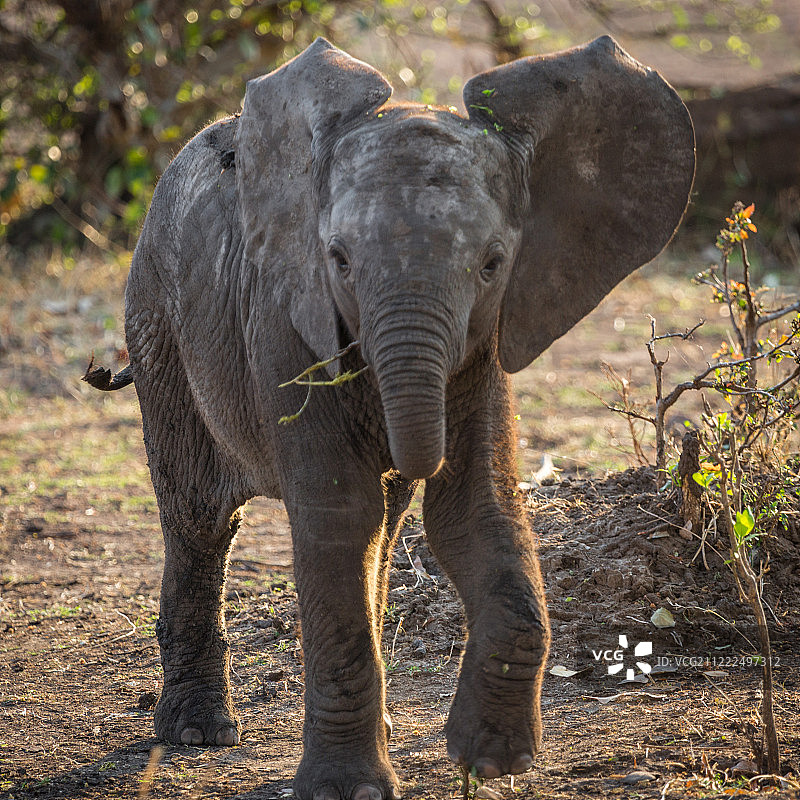 小艾莉图片素材