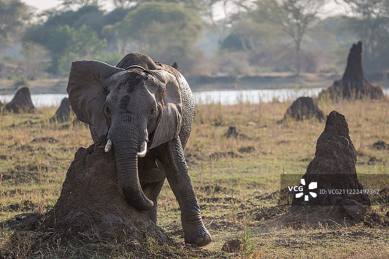 大象摩擦白蚁丘图片素材
