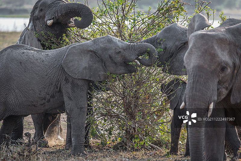 我们是一家人大象图片素材
