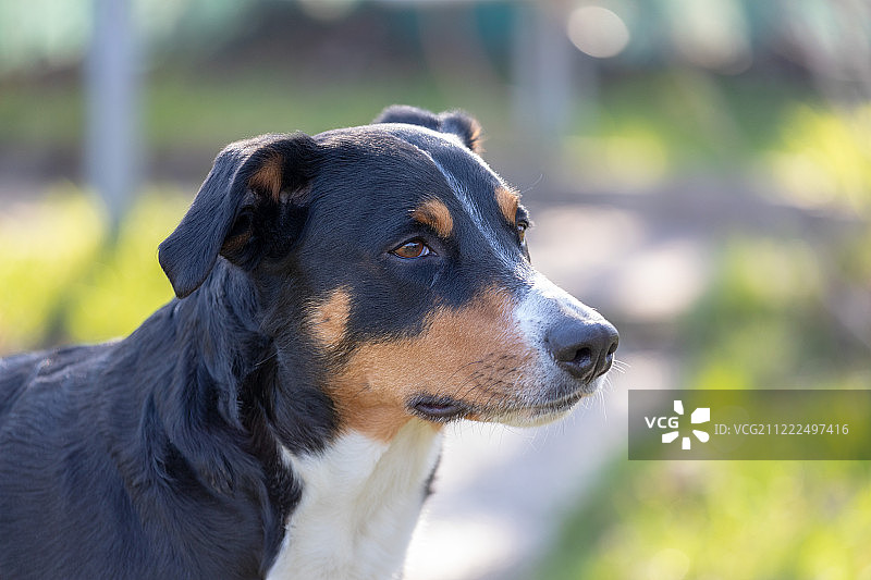 阿彭策尔山地犬特写图片素材