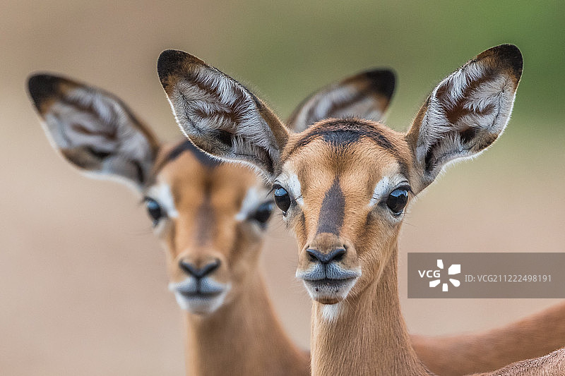 黑斑羚幼崽图片素材