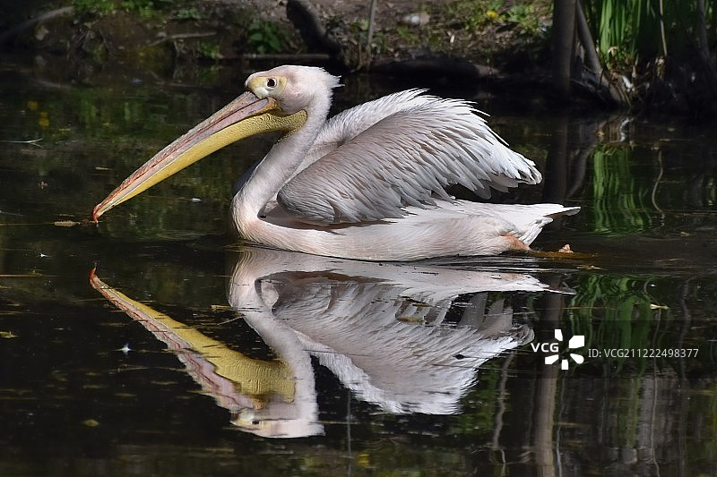 大卷羽鹈鹕图片素材
