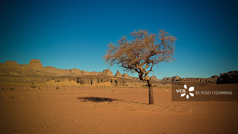 阿尔及利亚塔西利国家公园穆尔纳加山谷的沙漠景观，及金合欢树图片素材