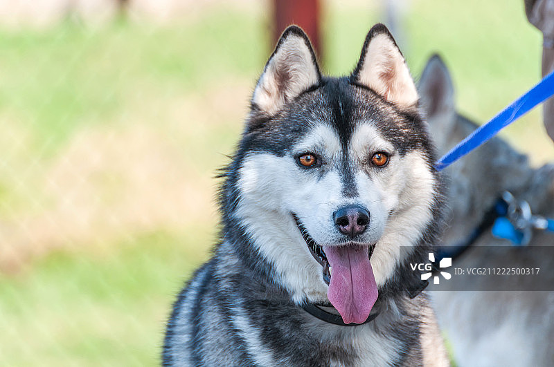 拴着皮带的阿拉斯加雪橇犬肖像图片素材