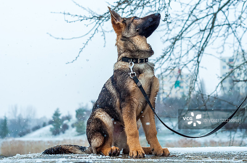 冬天拴着皮带的德国牧羊犬幼犬图片素材
