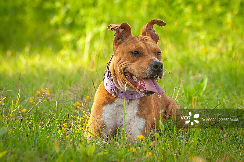 坐在草地上的美系斯塔福梗犬图片素材