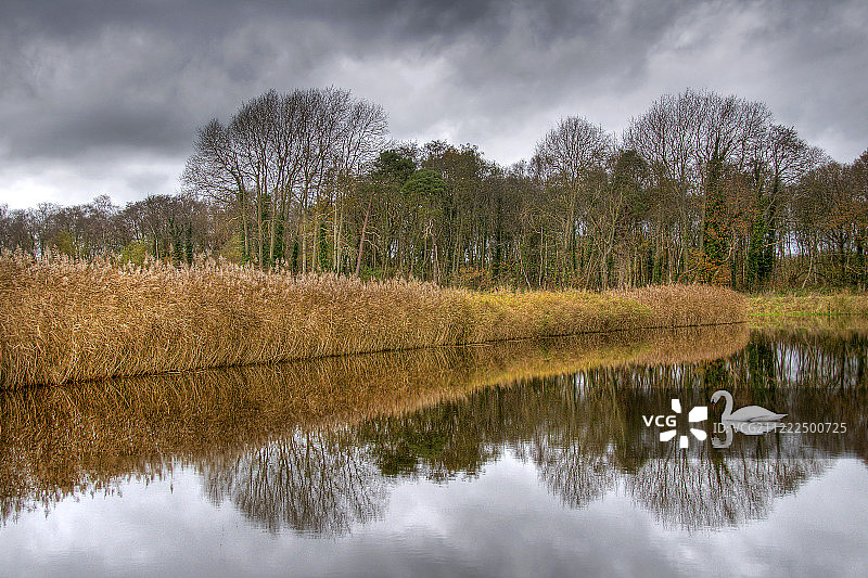 沙普威克自然保护区的芦苇与天鹅图片素材