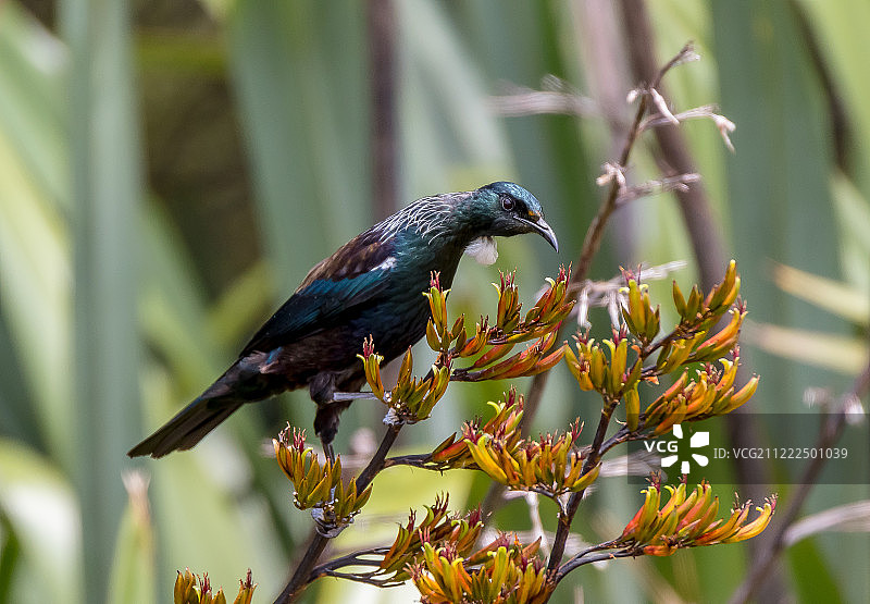 新西兰本土鸟类Tui图片素材