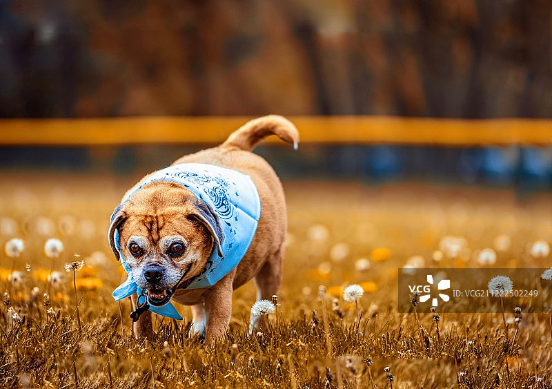 甜味三明治图片素材