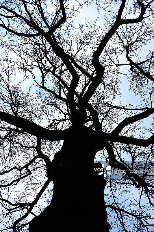 雄伟的橡树图片素材